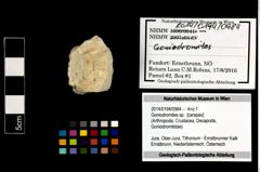 Foto (Objekt + Etikett) von Goniodromites sp.  (NHMW-GEO-2014-0194-0984)